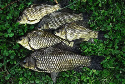 대물 "많이도 낚으셨습니다"