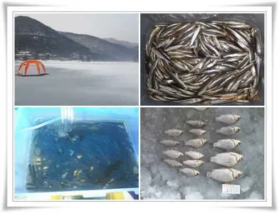 빙어1000수,500수,초대박조황 ~~