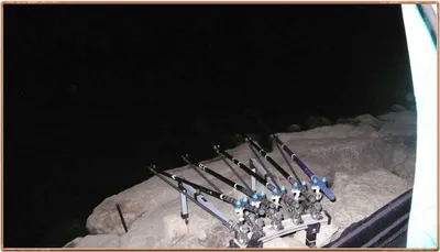 진위천 조황 소식