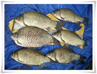 새물찬스 월척6수, 초대박조황 ~~