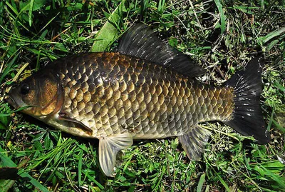 4짜와 허리급 마릿수 .......