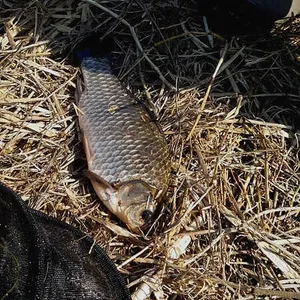 산란철-대구 동부권 봄붕어 소식 입니다.