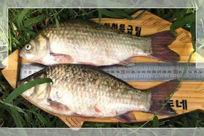 새벽과 아침을 노려 보십시오.