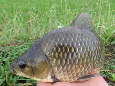 손맛이야 이맛이야....