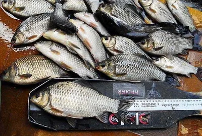 관급 붕어 마릿수.....