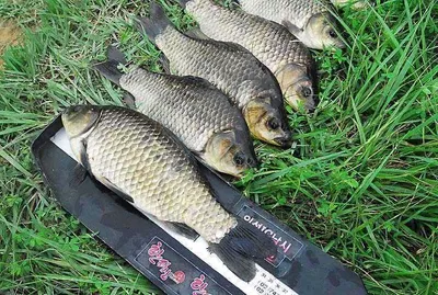 월척에 마릿수까지....