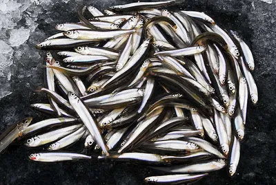 경북 빙어낚시터....