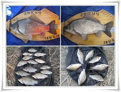 월척과 마릿수 조황들 ~~