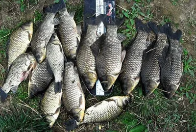 의성권 조황입니다