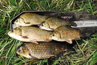 폭염속에서도 붕어가....