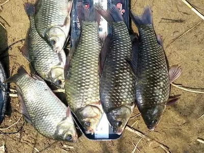 월척 마릿수에 4짜붕어