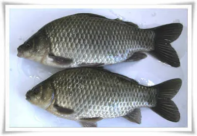 갑오년 새해 복 많이 받으십시오.