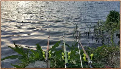 진위천 조황 소식