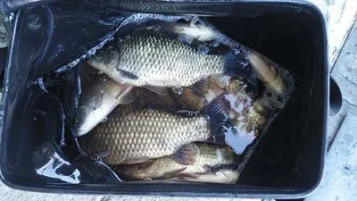 의성권 조황입니다