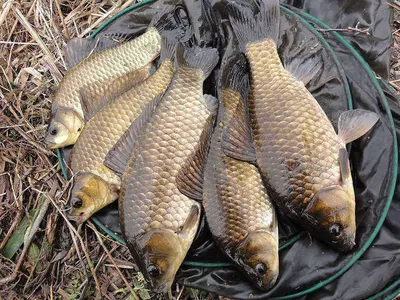 대물 마릿수 대박.......