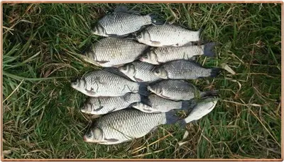 진위천 조화 소식