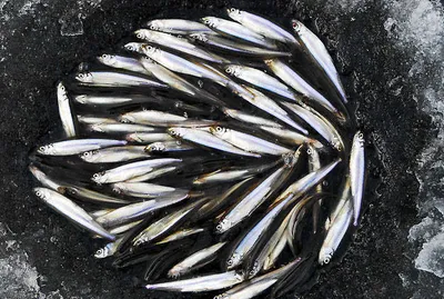 막바지 금봉지 가족빙어낚시.....