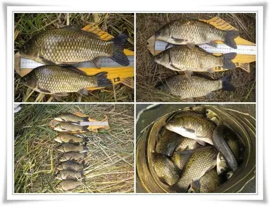 살아나는 위천강 대박조황 ~~