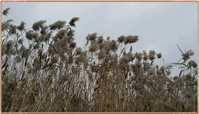 진위천 조황 소식