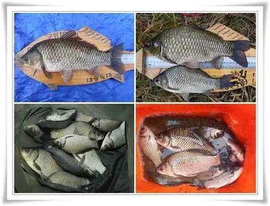 4짜와 대물,월,준척 마릿수~~