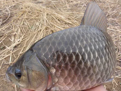 엄청난 손맛을.......