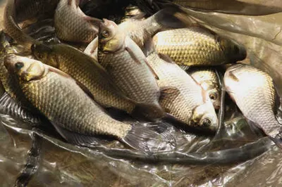 살오른 붕어와 영그는 가을