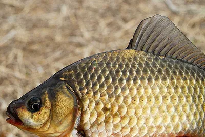 행운의 조과 월척7마리 ........