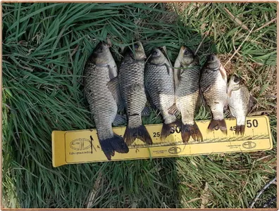 진위천 조황 소식