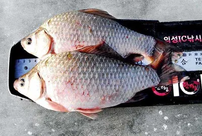 빙어와 붕어를......