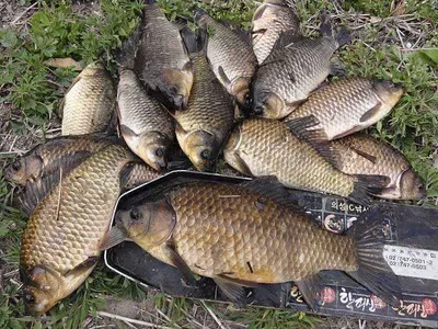 대물들 타작이구나.......