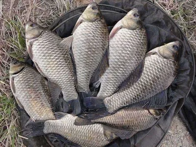 하룻밤에 제대로 손맛 보셨습니다....