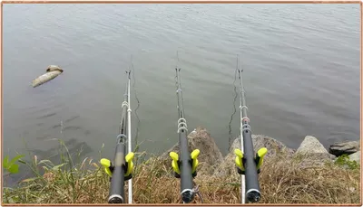 진위천 조황 소식