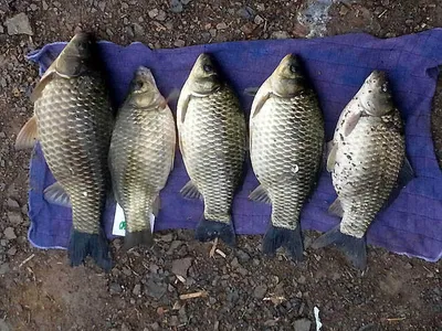 4짜에 허리급들붕어 ......