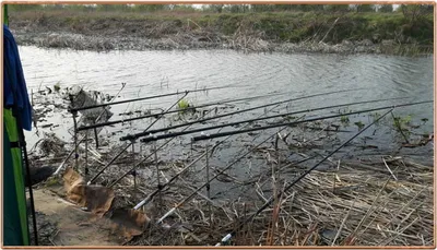 진위천 조황 소식