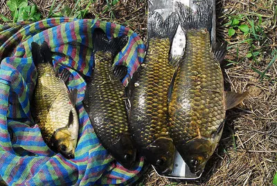 의성권 조황입니다...