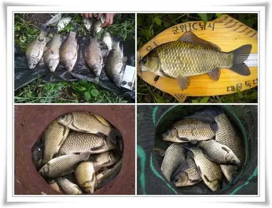 오름수위, 살아나는조황 ~~