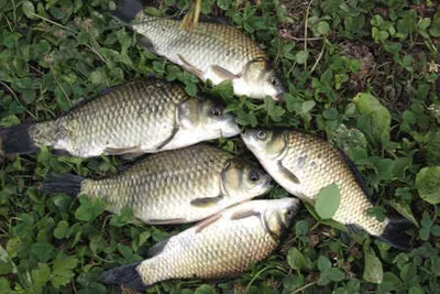 낚.동 이전 & 저수지 현황