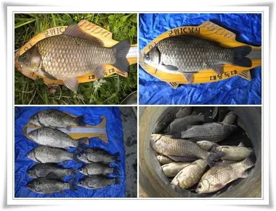 44, 42.5, 대물들의 향연 ~~