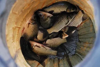 의성권 휴가낚시 ....