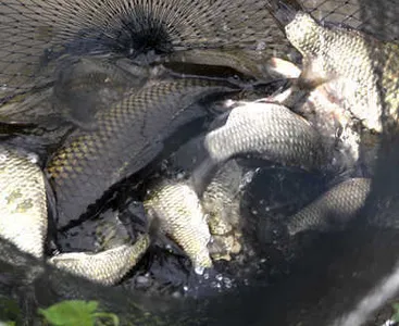 이번 주말이 적기 일것 같습니다.