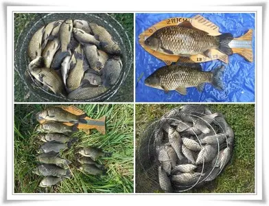 살아나는위천조황과 지난대박조황들 ~~