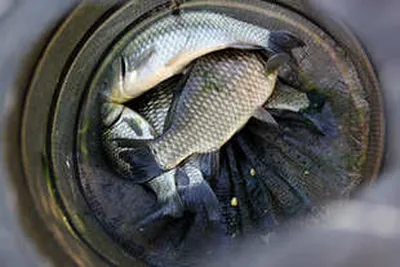 마지막 더위-절기는 가을 입니다.