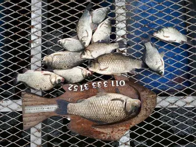 [고삼지] 오름수위를 노리세요