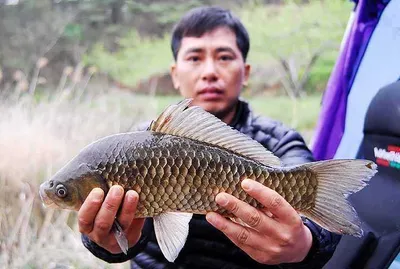 붕어들 움직임이 대단하네요.....