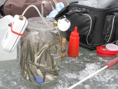 [두창지] 빙질 좋습니다(빙어)