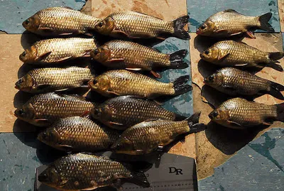 조과가 대단하네요 ....