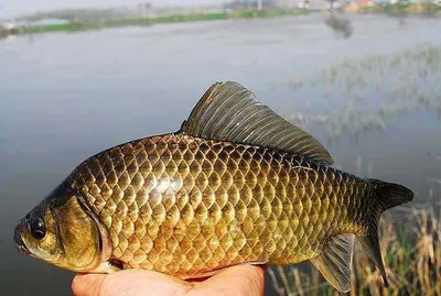 4짜에 황금붕어까지.......