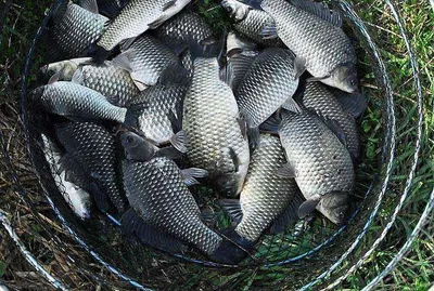 붕어 쿨러조과를........