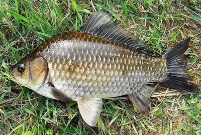 조폭붕어 .......