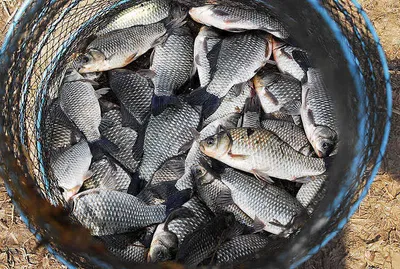 산란특수를......